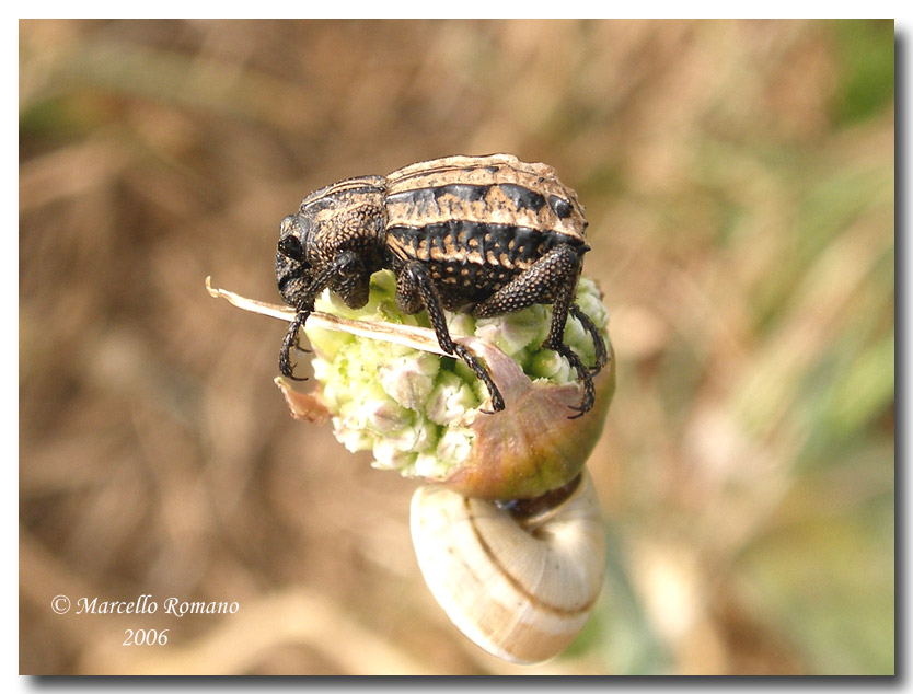 Ritratti (8): Brachycerus albidentatus